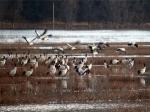 云南念湖湿地越冬候鸟数量增加