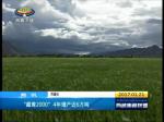 “藏青2000”4年增产近6万吨