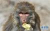 一只藏猕猴在达古峡谷内吃过往路人喂食的苹果（1月16日摄）。