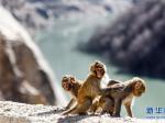 西藏达古峡谷的藏猕猴