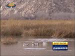 拉鲁湿地实行24小时巡护 守护候鸟的“冬季家园”
