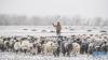 3月11日，西藏日喀则市江孜县一名牧人在雪中放羊。