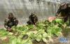 普玛江塘公安边防官兵在半地下室温室里种菜（1月18日摄）。 新华社记者 觉果 摄