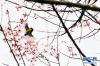 一只小鸟在桃花间翻飞（3月29日摄）。新华社记者张汝锋 摄