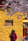 3月29日，随着气温逐渐升高，“圣城”拉萨处处生机盎然，古老的黄墙、布达拉宫和花红柳绿的春色相映成趣，呈现出一幅别样的春日画卷。中新社记者 何蓬磊 摄