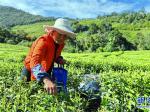 西藏墨脱：农户采茶忙