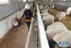 养殖人员在阿旺绵羊育肥基地的羊舍中撒饲料（4月2日摄）。