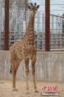 图为小长颈鹿，目前身高为2.5米。 中新社记者 罗云鹏 摄
