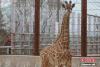 已满半周岁的小长颈鹿。 中新社记者 罗云鹏 摄