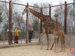 青藏高原野生动物园育活首只长颈鹿 创世界记录