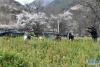 昌都市贡觉县木协乡下罗娘村的贫困群众在苗圃基地内种植苗木（4月3日摄）。