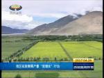西藏实施青稞产量“双增长”行动