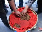 云南藏区新鲜虫草集中上市 价格上涨