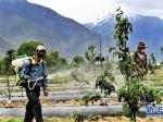 西藏：米林农场启用果园水肥一体化滴灌技术