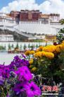 5月25日，布达拉宫广场盛开的万寿菊。5月的拉萨，天气转暖，布达拉宫脚下、大昭寺广场鲁冰花、万寿菊等竞相开放，绚丽多彩。西藏因其旅游资源丰富、独特，一直成为国内外游客的向往之地。每年的5月至10月是西藏旅游的黄金季节。中新社记者 何蓬磊 摄