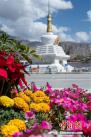 5月25日，白塔前绽放的花朵。5月的拉萨，天气转暖，布达拉宫脚下、大昭寺广场鲁冰花、万寿菊等竞相开放。西藏因其旅游资源丰富、独特，一直成为国内外游客的向往之地。每年的5月至10月是西藏旅游的黄金季节。中新社记者 何蓬磊 摄