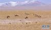 藏北草原上悠然吃草的藏羚羊（2016年6月6日摄）。