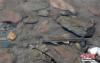 6月14日在青海省海北藏族自治州刚察县沙柳河湟鱼家园洄游通道正在溯游而上的湟鱼。 罗云鹏 摄