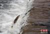 “湟鱼”学名青海湖裸鲤，为青藏高原土著鱼类，也是青海湖“水—鸟—鱼”生态链中的核心物种，2004年青海湖裸鲤被列入《中国物种红色名录》濒危物种名单中。 罗云鹏 摄