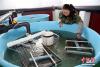 6月14日在青海省海北藏族自治州刚察县沙柳河湟鱼增殖放流站内工作人员正在培育鱼苗。 罗云鹏 摄