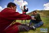 6月15日，在青海省海北藏族自治州祁连县野牛沟乡，两名当地群众进行蹬棍比赛。蹬棍是青藏高原藏族民间流行的独具一格的体育运动项目。比赛一般为两人，参赛双方坐在草地上四足相抵，两方双手共握一根木棒，以将对手拉离地面为胜，是锻炼腰部力量的有效方法。新华社记者 吴刚 摄