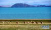 藏羚羊在色林错湖边活动（6月19日摄）。新华社记者 曾涛 摄