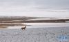这是羌塘自然保护区安多县境内的小藏原羚（6月23日摄）。