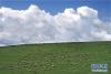 这是甘肃省甘南藏族自治州一处草原上的羊群（6月21日摄）。新华社记者李安摄