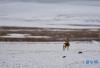 雪原中的藏原羚（6月23日摄）。新华社记者 晋美多吉 摄