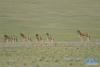 色林错周边草原上的藏野驴（6月21日摄）。新华社记者 曾涛 摄