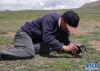 7月3日，科考人员杨永平在藏北草原上拍摄藏药植物“独一味”。新华社记者 刘东君 摄