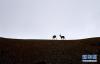 7月2日，两只藏原羚在山顶。（新华社记者 王博摄）