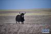 一头野牦牛停驻在可可西里的草原上（2016年12月1日 新华社记者 吴刚 摄）。
