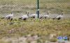 这是6月30日拍摄的在索南达杰保护站附近的斑头雁。（新华社记者 王博摄）