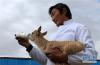 多年来在可可西里巡逻的康巴汉子文嘎在给小藏羚羊喂奶（资料照片）。新华社发
