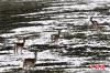 2013年9月4日下午，4只藏原羚在青海可可西里自然保护区的公路旁向路人张望。可可西里意为“美丽的少女”，总面积约24万平方公里，是目前世界上原始生态环境保存最为完美的地区之一，当地气候严寒，自然条件恶劣，人类无法居住，被称为“生命的禁区”。正因为如此，可可西里给高原野生动物创造了得天独厚的条件，成为野生动物的“快乐天堂”。中新社记者 胡友军 摄