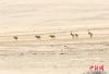 一批藏羚羊五月在可可西里无人区内觅食。（2005年5月23日摄）中新社记者 武仲林 摄