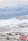 穿越西藏可可西里联想锋行探险队2005年5月17日从多格错仁向双湖回撤途中再次遇到大批野牦牛。野牦牛属国家一级保护动物。中新社记者 武仲林 摄