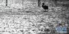 成年黑颈鹤带着小黑颈鹤在学游泳（6月23日摄）。
