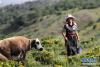 7月20日，甘南藏族自治州合作市那吾乡高走村牧民卓玛草提着一桶刚挤出来的牦牛奶从草原上走过。 陈斌 摄