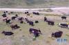 7月20日，甘南藏族自治州合作市那吾乡高走村的牧民在挤牦牛奶。陈晔华 摄