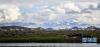 湖畔的斑头雁（7月16日摄）。新华社记者 普布扎西 摄