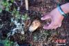 那吉卓玛找到一朵松茸，小心将其从土里拿出。中新社记者 任东 摄