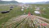 8月1日，扎溪卡草原上藏族同胞搭起一顶顶帐篷。中新社记者 刘忠俊 摄