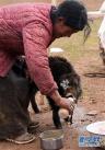 才达卓玛用奶瓶给失去妈妈的小牛犊喂食（7月26日摄）。新华社记者唐召明摄
