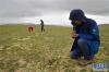 我国科学家探秘青藏高原动植物世界考察队成员蒋学龙（右）在藏北草原上查看鼠兔洞穴情况（7月3日摄）。新华社记者 刘东君 摄