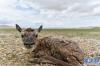 在“生命禁区”迎接新生——新华社记者首次直击藏羚羊产仔这是在羌塘国家级自然保护区内拍摄的一只刚出生不久的小藏羚羊（6月24日摄）。新华社记者 普布扎西 摄
