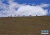 西藏那曲地区双湖县境内的藏羚羊（7月10日摄）。新华社记者 刘东君 摄
