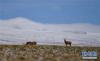 羌塘自然保护区安多县境内的藏羚羊（6月23日摄）。新华社记者 晋美多吉 摄