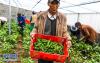 隆子县扎果蔬菜种植专业合作社工作人员在采摘辣椒（7月8日摄）。新华社记者 普布扎西摄